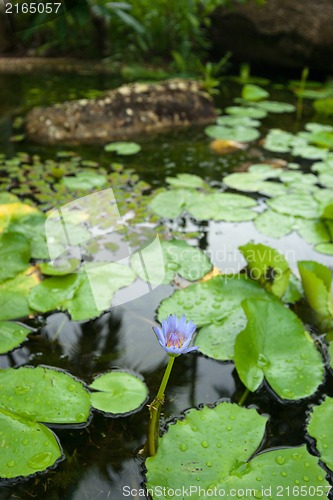 Image of water lily in pond