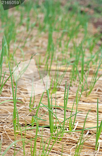 Image of organic vegetables growing