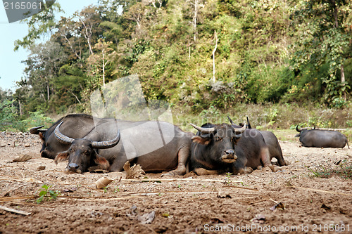 Image of sleeping water buffalo