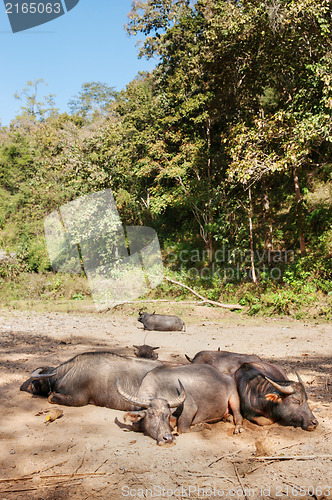 Image of sleeping water buffalo