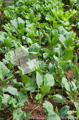 Image of organic vegetables growing