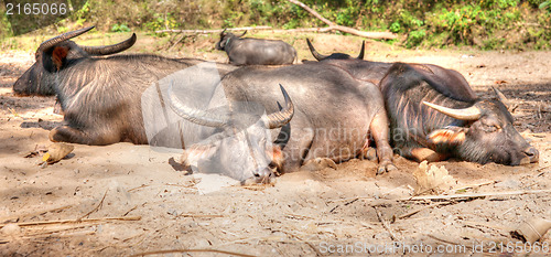 Image of sleeping water buffalo