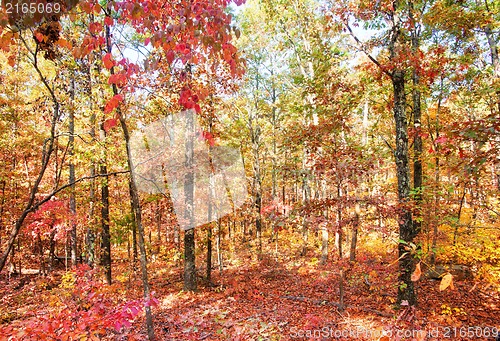 Image of colors of autumn or fall in forest