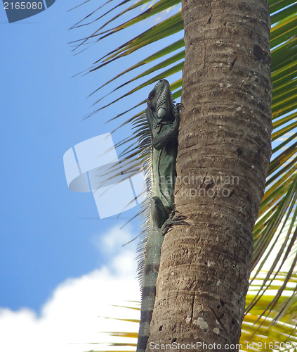 Image of Green Iguana