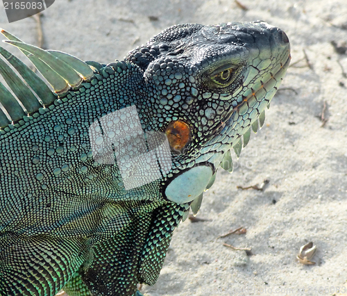 Image of Green Iguana