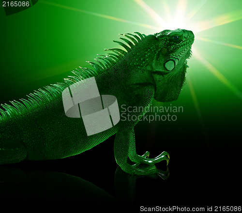 Image of Green Iguana