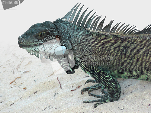 Image of Green Iguana