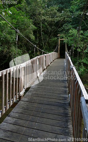 Image of bridge in the jungle