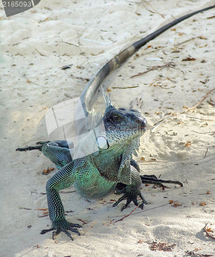 Image of Green Iguana