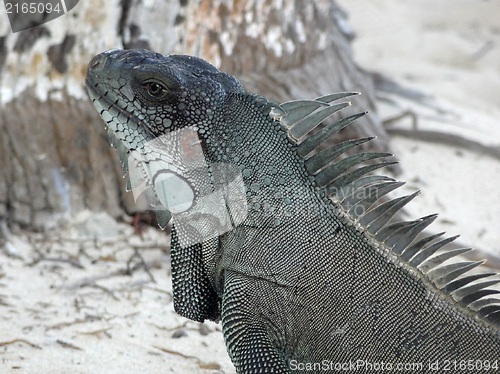 Image of Green Iguana