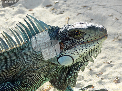 Image of Green Iguana