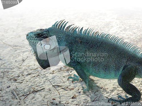 Image of Green Iguana