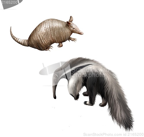 Image of Armadillo and Giant anteater Isolated illustration on white background.