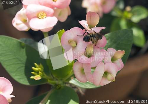 Image of Bee and Flower