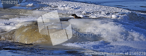 Image of Otter in river