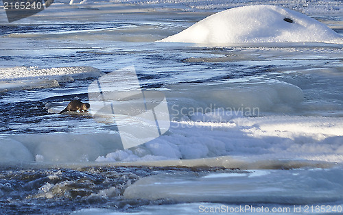 Image of Otter in river