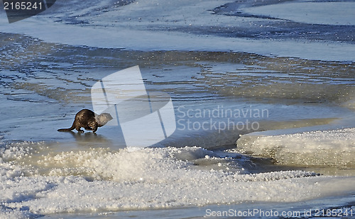 Image of Otter in river