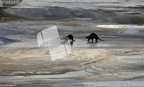 Image of Otter in river