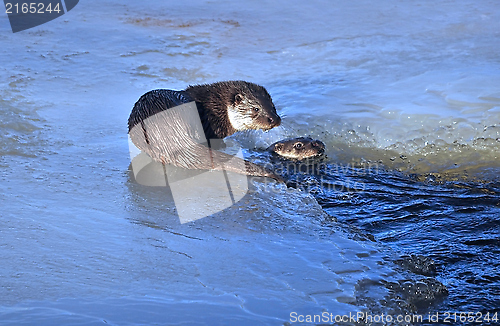 Image of Otter in river