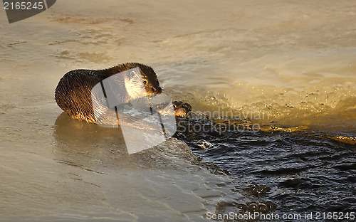 Image of Otter in river