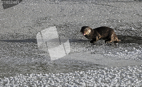 Image of Otter in river