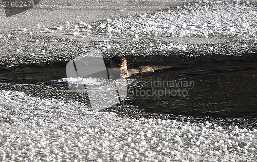 Image of Otter in river