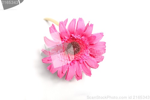 Image of colorful flower 