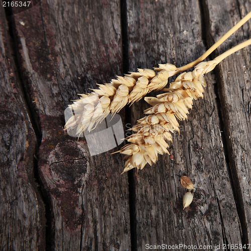 Image of Two ears of ripe wheat