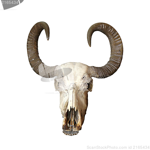 Image of bull cranium