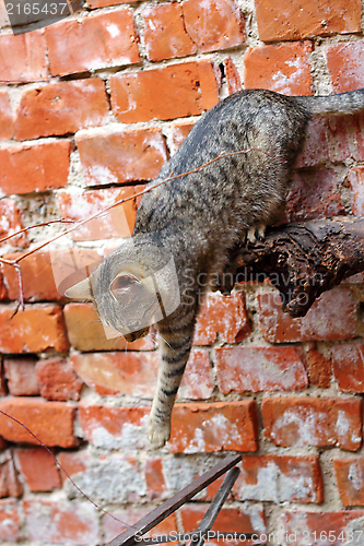 Image of cat showing good balance