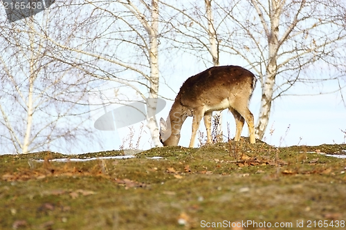 Image of deer fawn grazing 