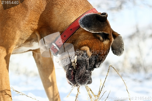 Image of dog playing with a stick