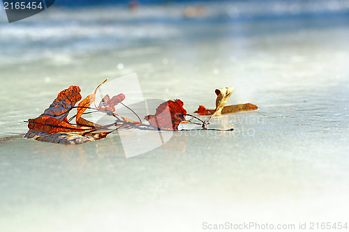 Image of faded leaves fallen on ice