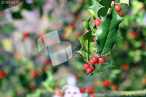 Image of ilex aquifolium red berries