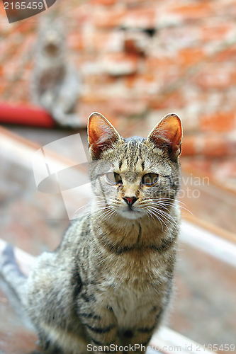 Image of portrait of a striped cat looking at the camera , another cat in the blurry background