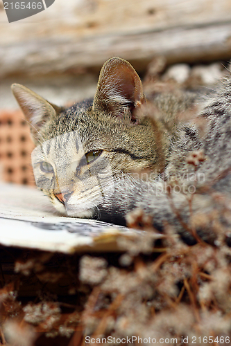 Image of striped cat sleeping