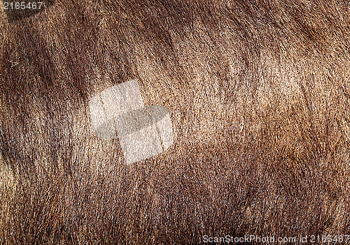 Image of sus scrofa textured fur