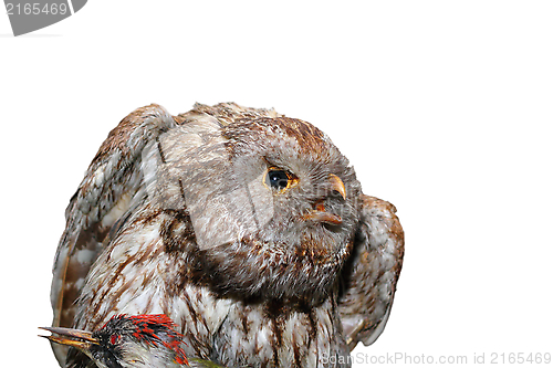 Image of ural owl - strix uralensis