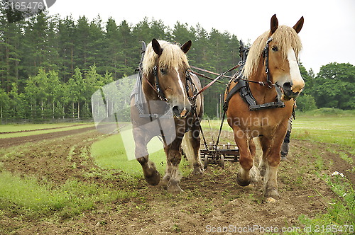 Image of Working horse
