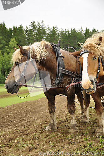 Image of Working horse