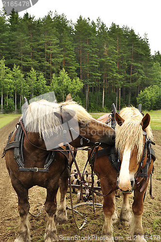 Image of Working horse