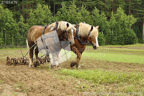 Image of Working horse