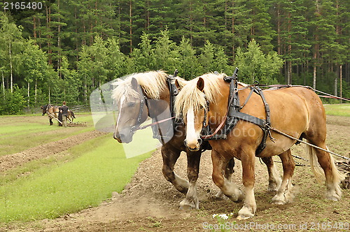 Image of Working horse