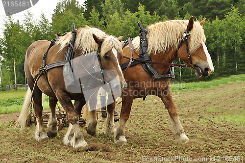 Image of Working horse