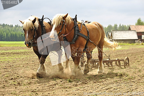 Image of Working horse