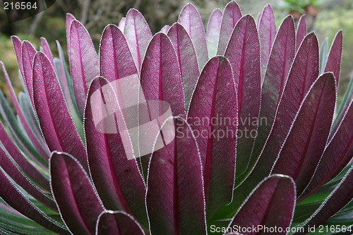 Image of Lobelia