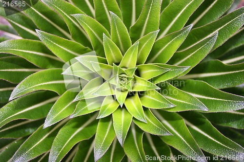 Image of Lobelia, Uganda