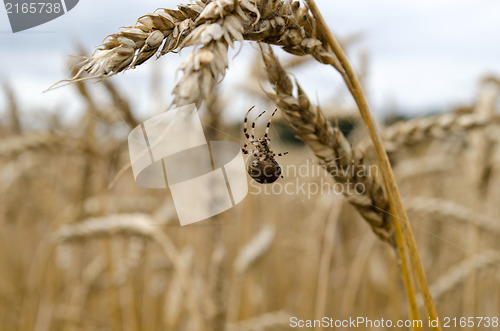 Image of four-spot orb-weaver spider web wheat ears 