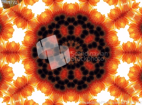 Image of Gerber flower abstract pattern