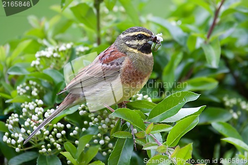 Image of Cirl Bunting